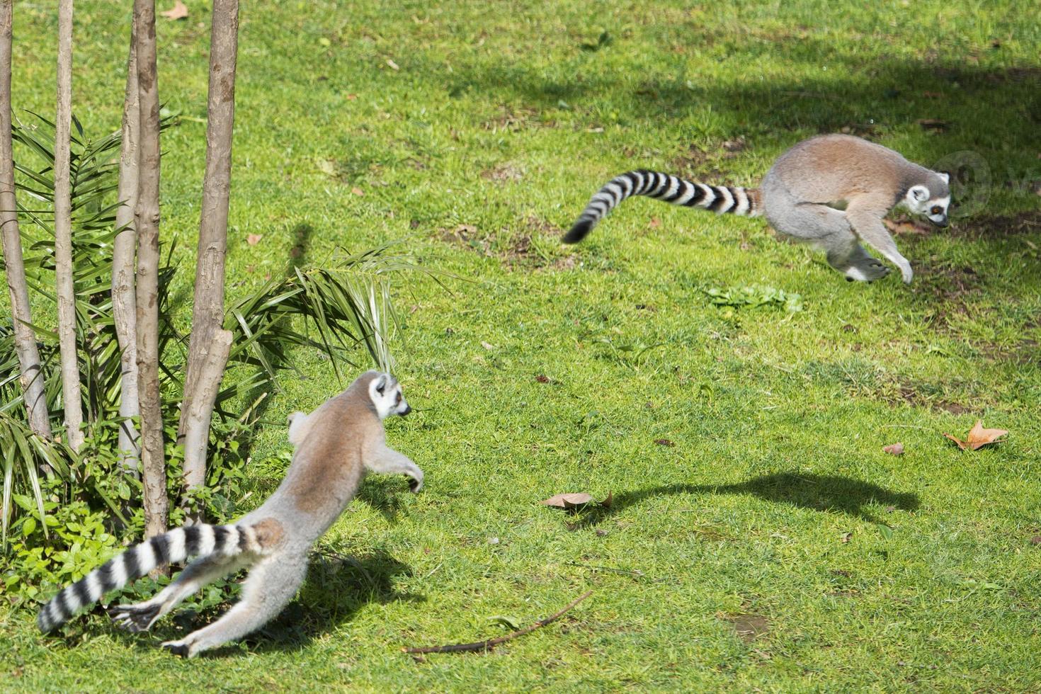 lemur monkey while jumping photo