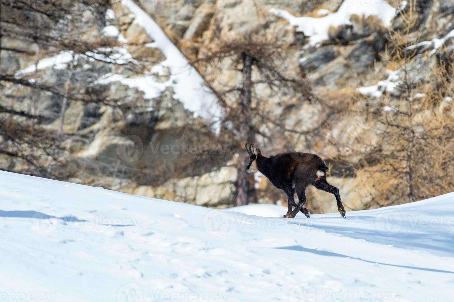 chamois deer on snow portrait photo