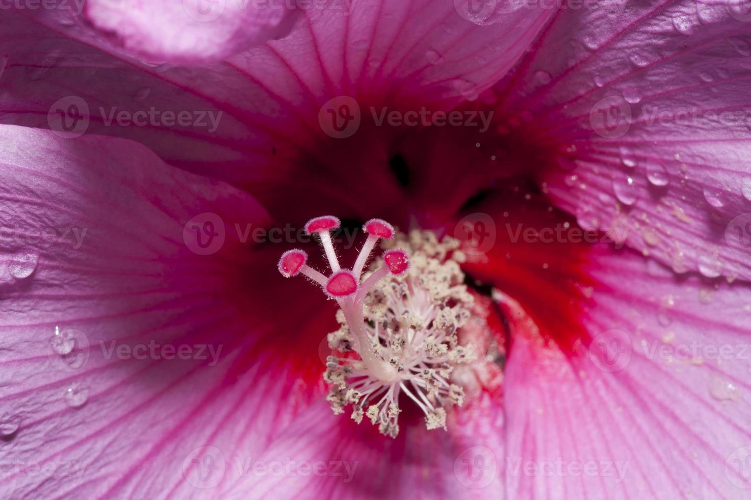 una macro de flor de pistilo rosa foto