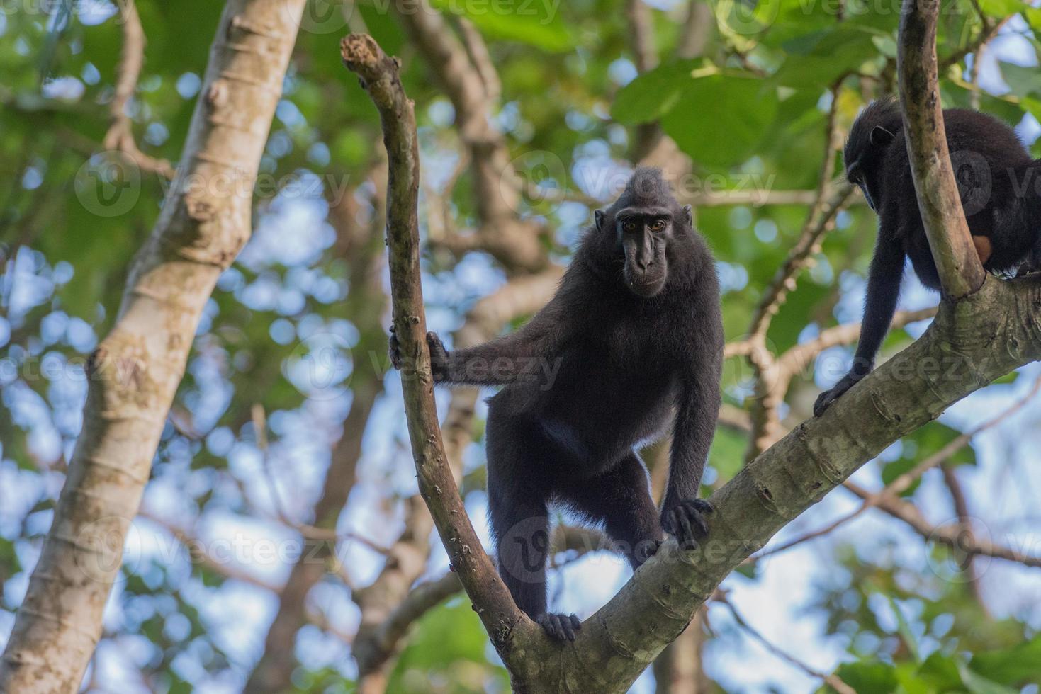 mono macaco negro con cresta mientras te miraba en el bosque foto