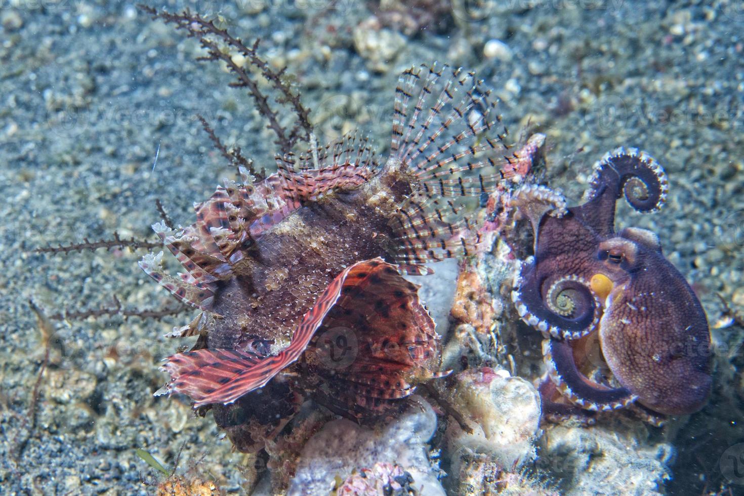 coconut octopus fighting against scorpion fish photo