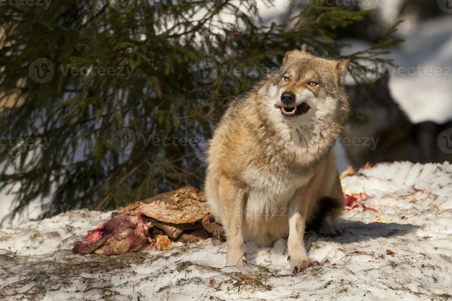 A grey wolf isolated in the snow while eating and looking at you photo