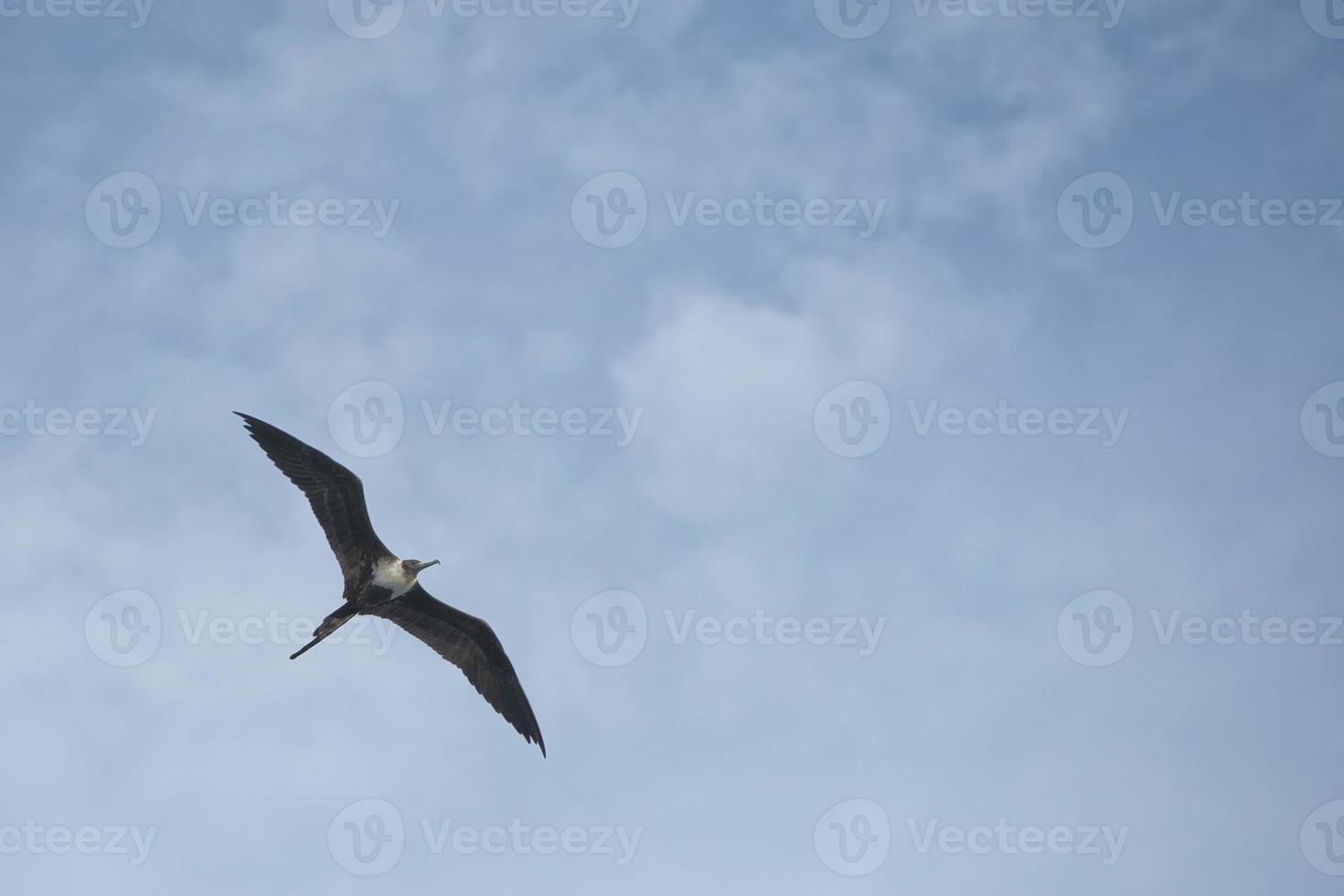 Gannet Bird while flying photo