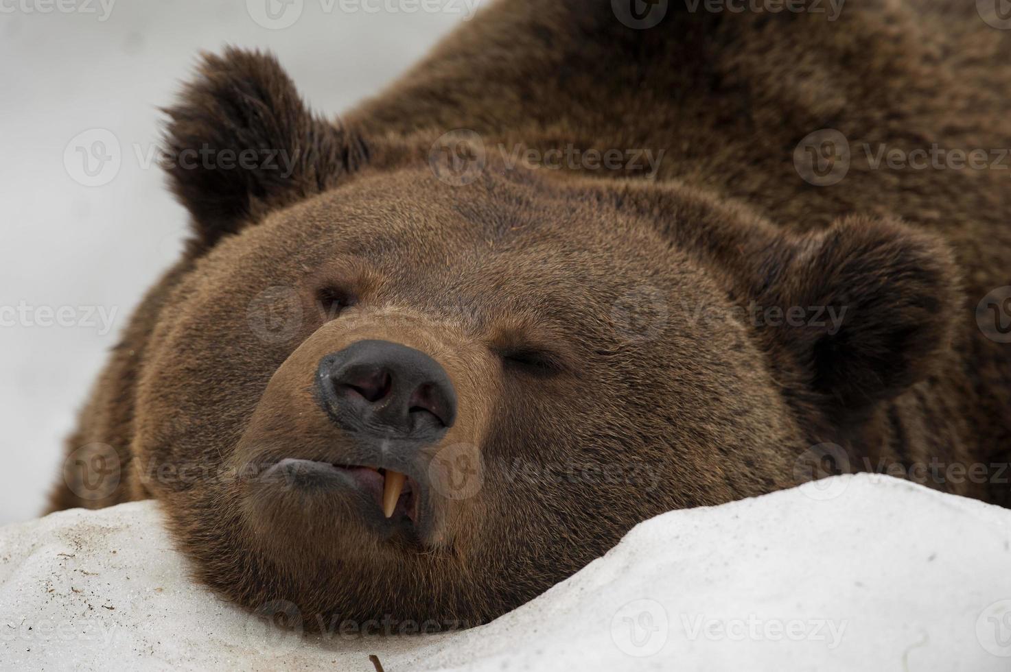 A black bear brown grizzly portrait in the snow while looking at you photo