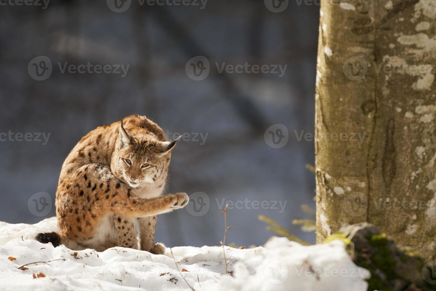 Lynx on the snow background while looking at you photo