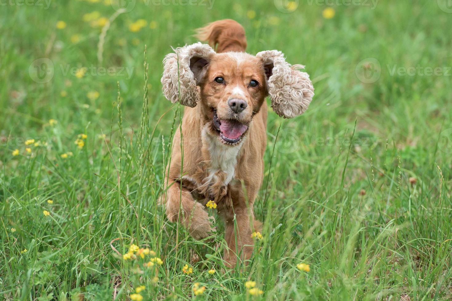 Young puppy dog English cocker spaniel while running on the grass photo