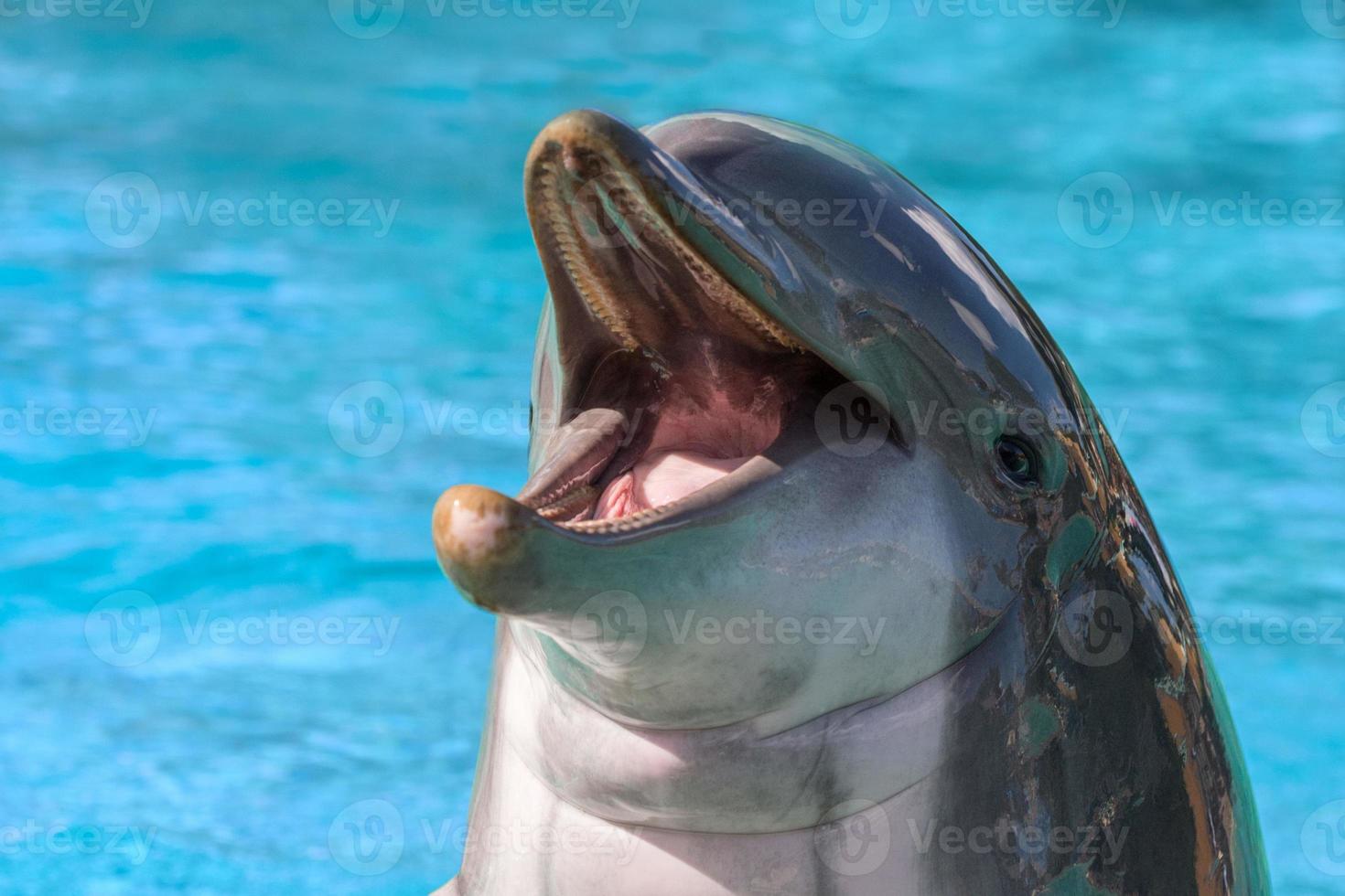 dolphin portrait looking at you photo