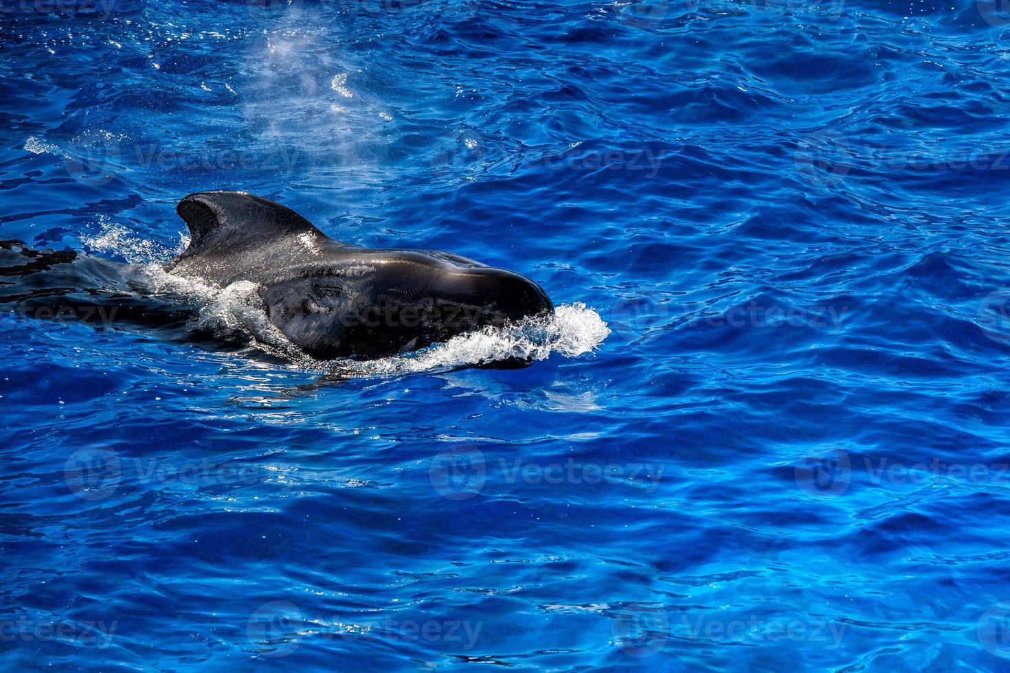 pilot whale swimming to you photo