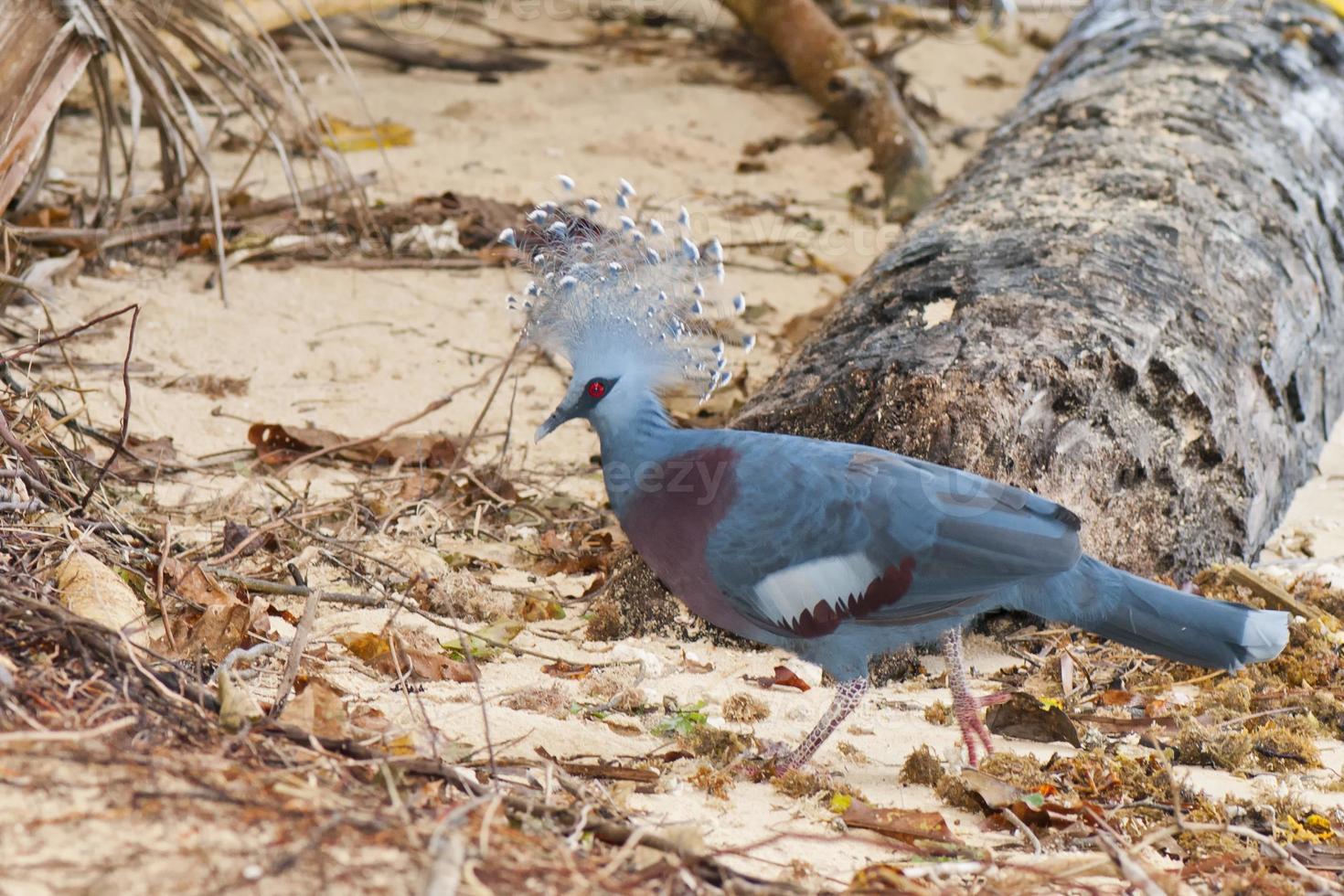 exotic blue pigeon on the beach photo