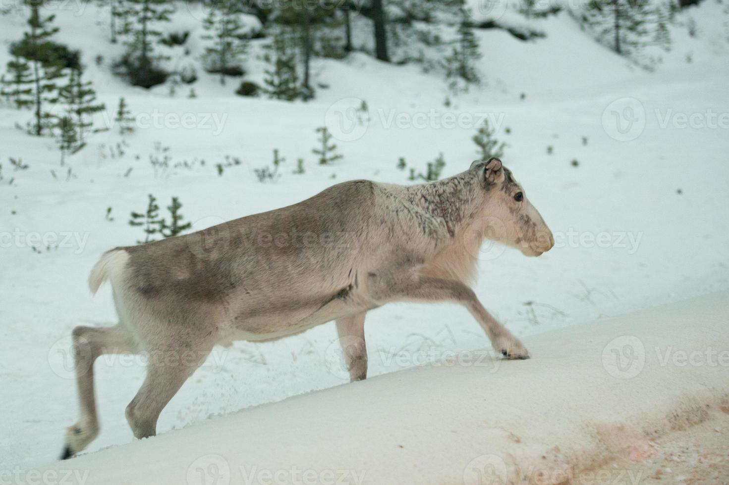 retrato de reno de laponia en tiempo de nieve de invierno foto