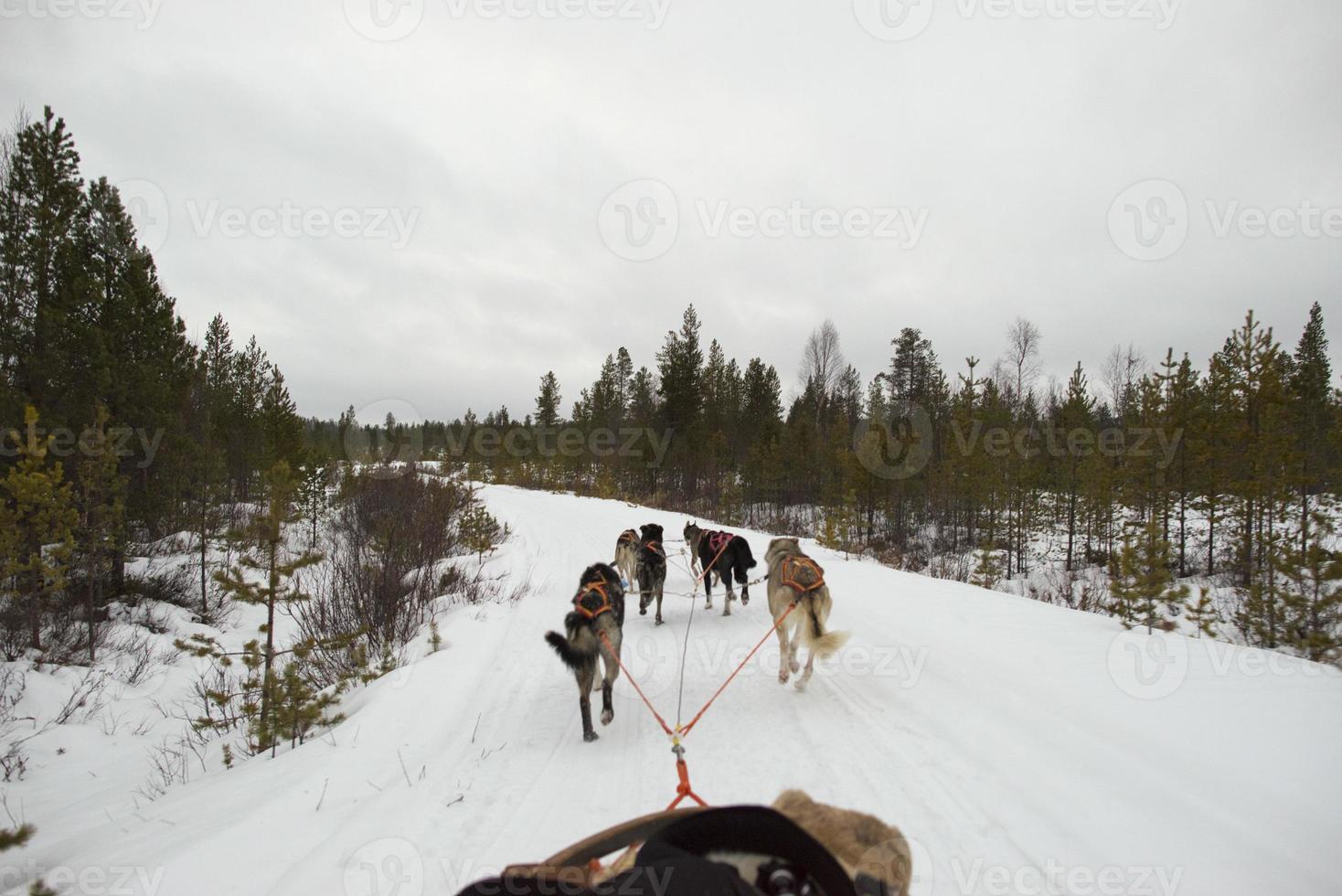 sledding with sled dog in lapland in winter time photo