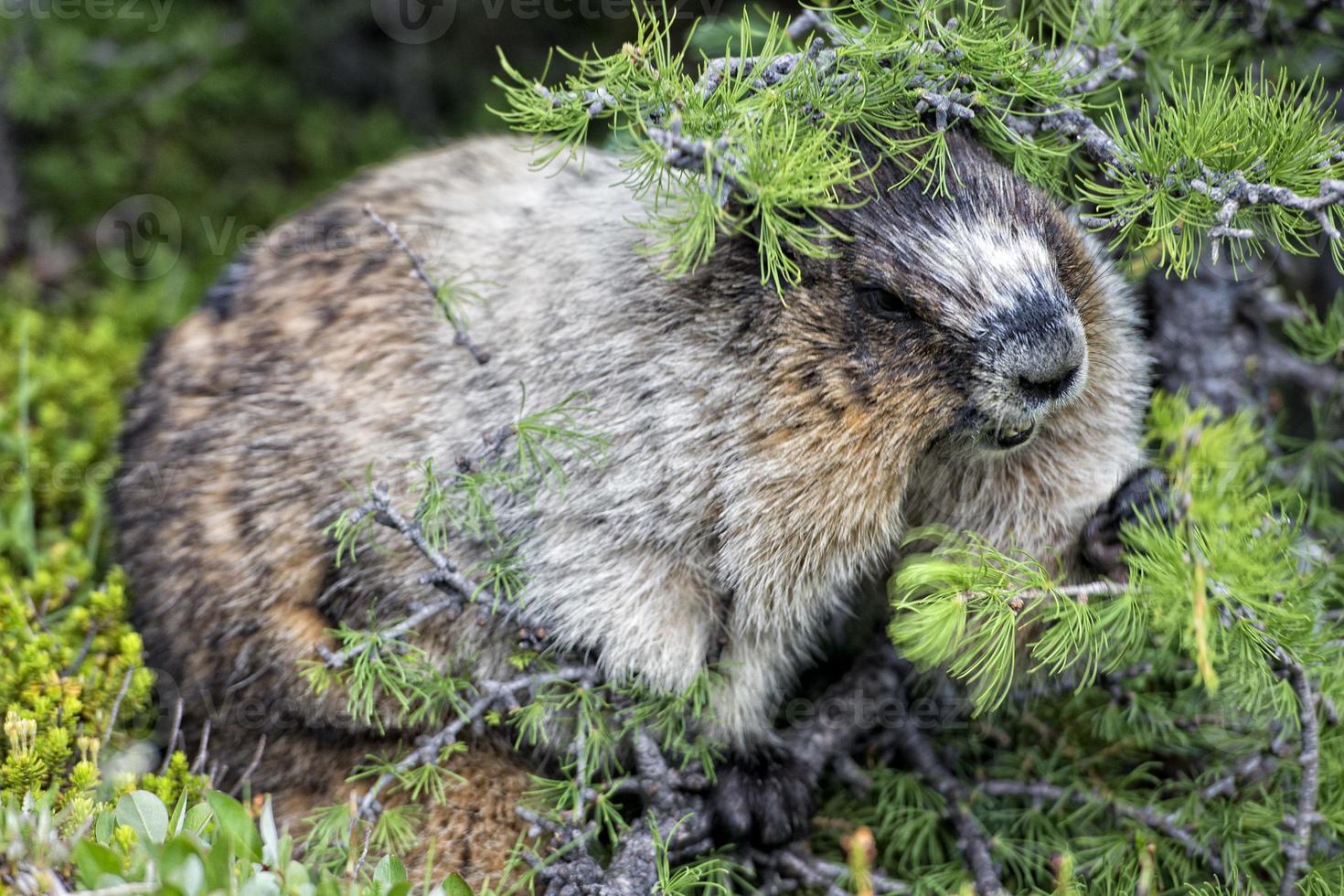 Rocky Mountains Canadian Marmot Portrait photo