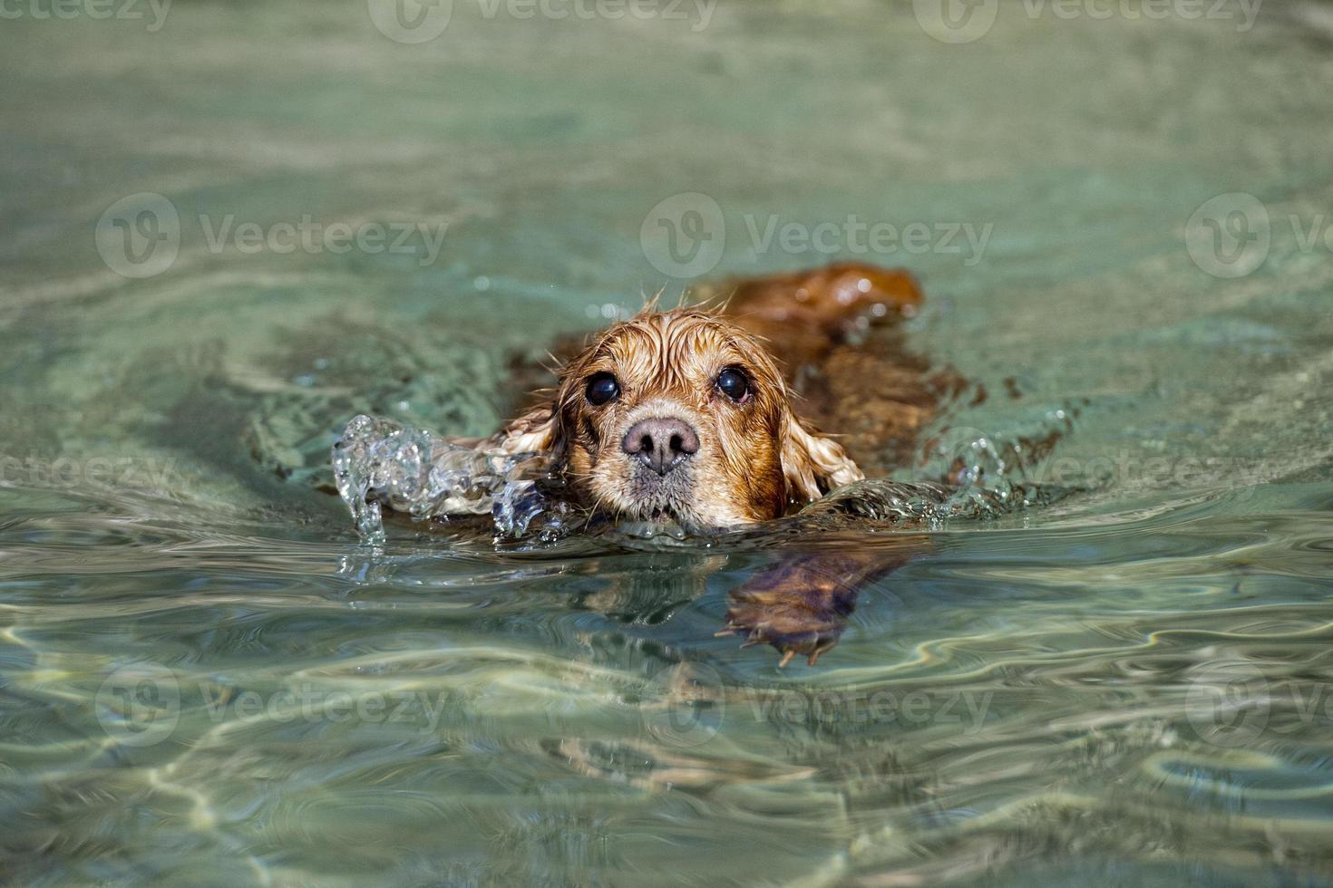 cachorro de perro cocker spaniel foto