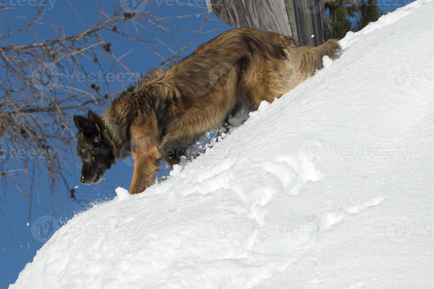 perro mientras corre en la nieve foto