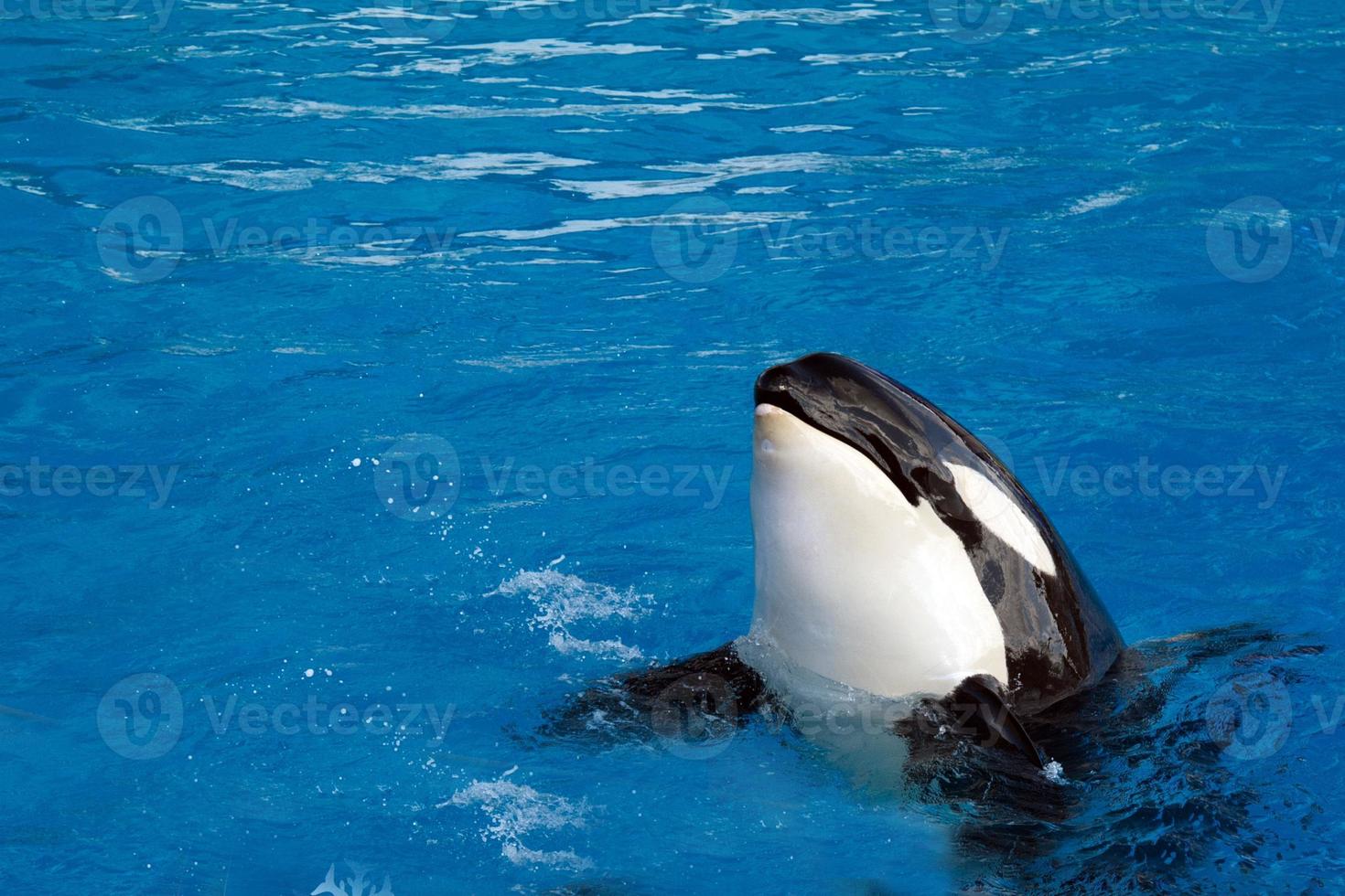 orca killer whale while swimming photo