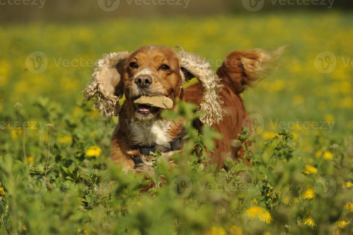 Isolated cocker spaniel running to you in grass background photo