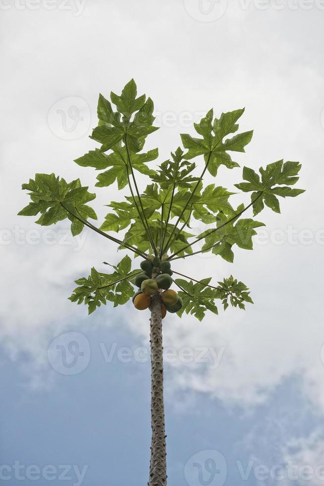 papaya en un árbol listo para la cosecha foto