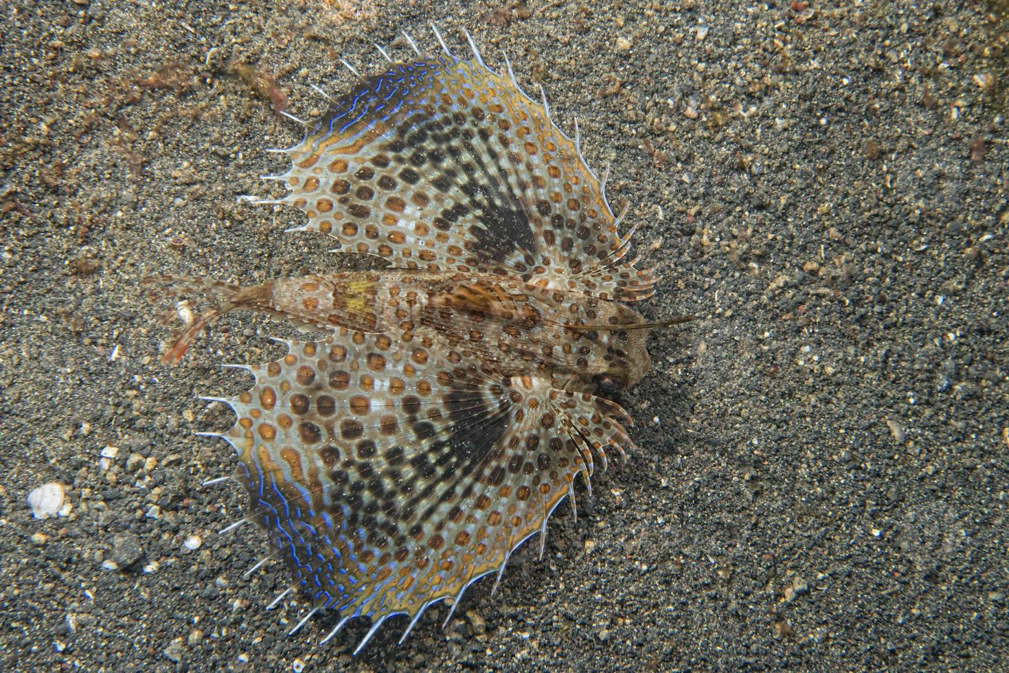 Dactylopterus volitans flying fish photo