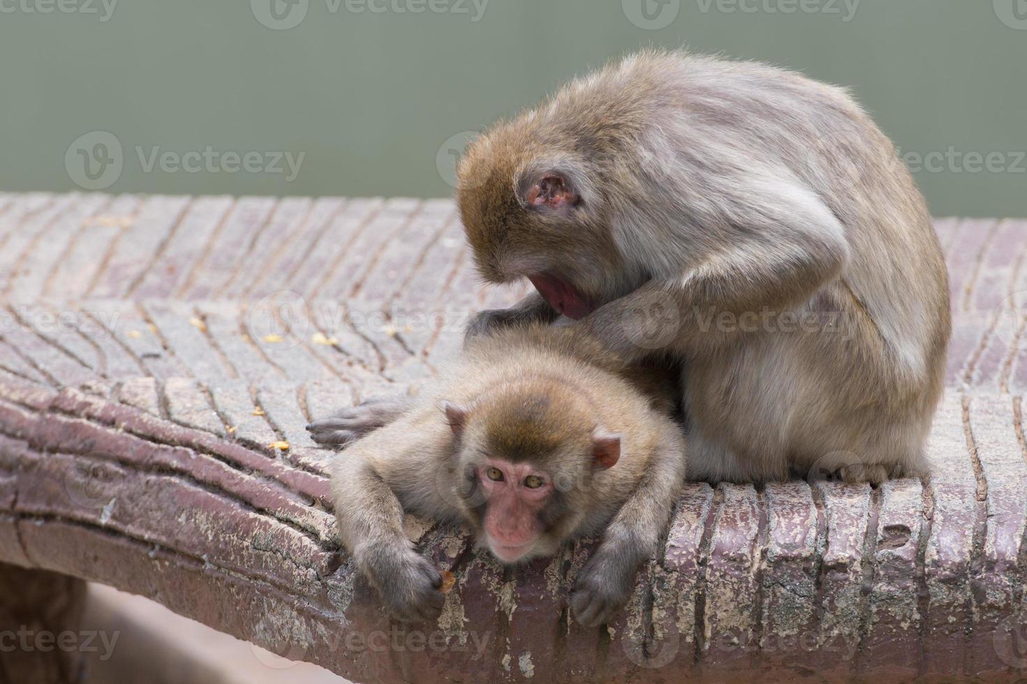 Two monkeys while grooming photo