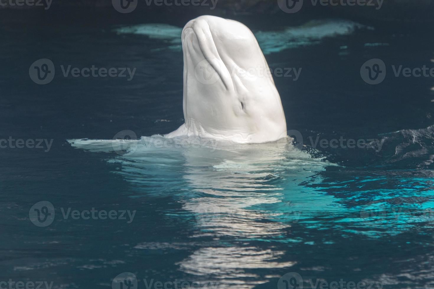 retrato de delfín blanco de ballena beluga foto