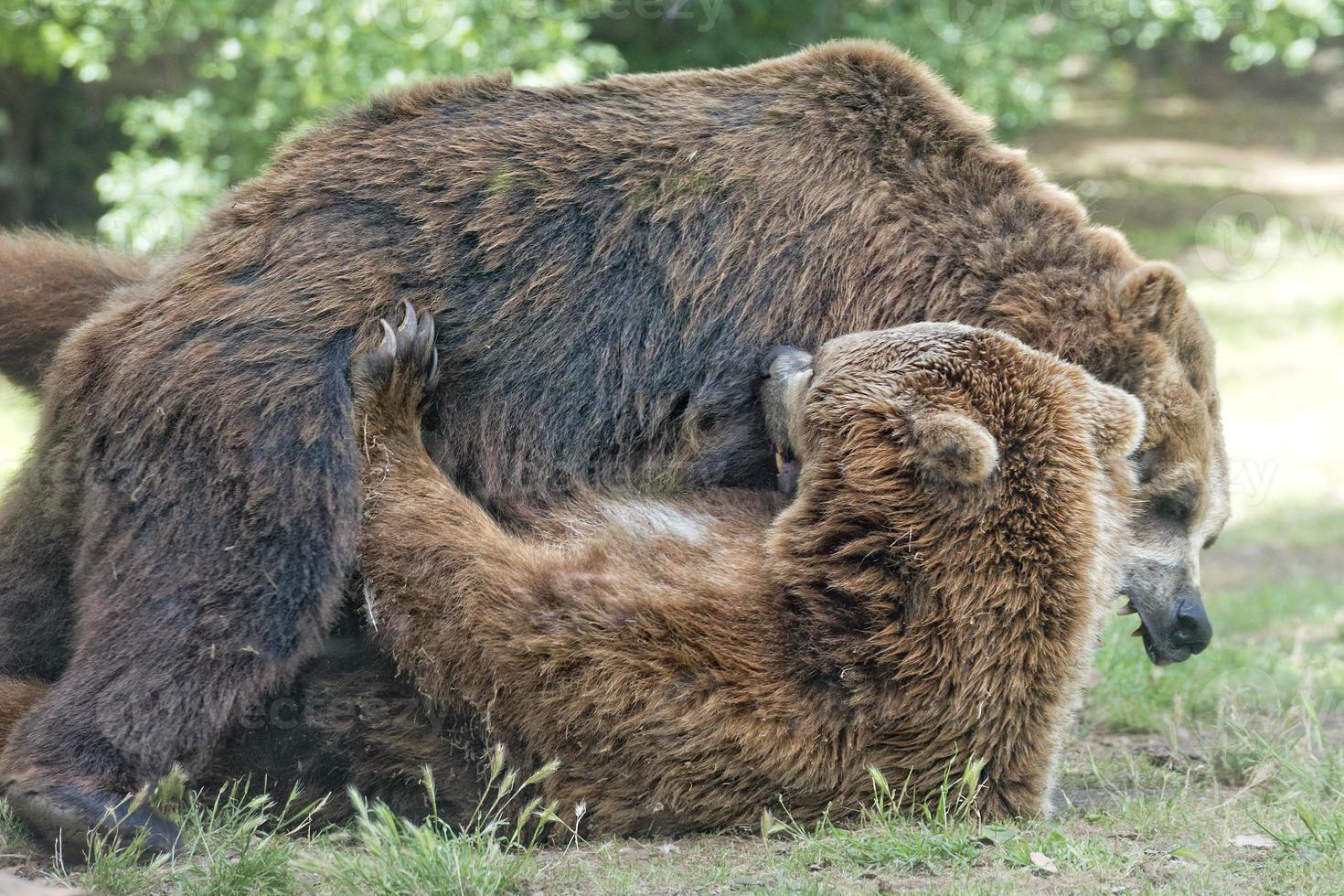 Two black grizzly bears while fighting photo