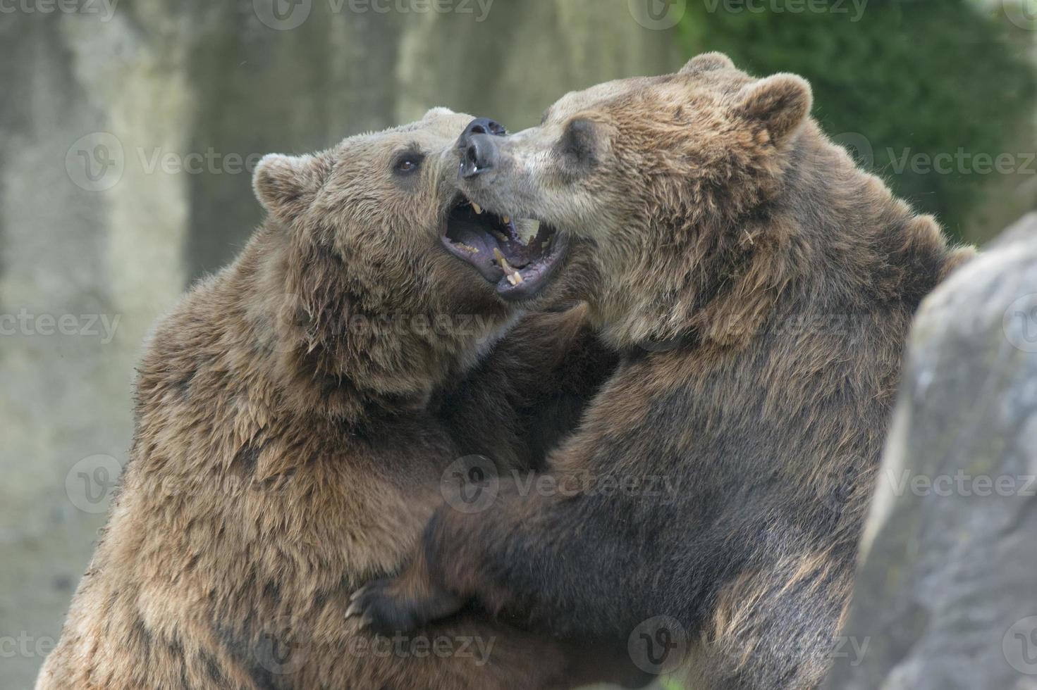 Two black grizzly bears while fighting photo