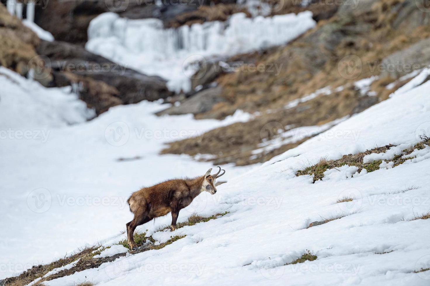 chamois deer on snow portrait photo