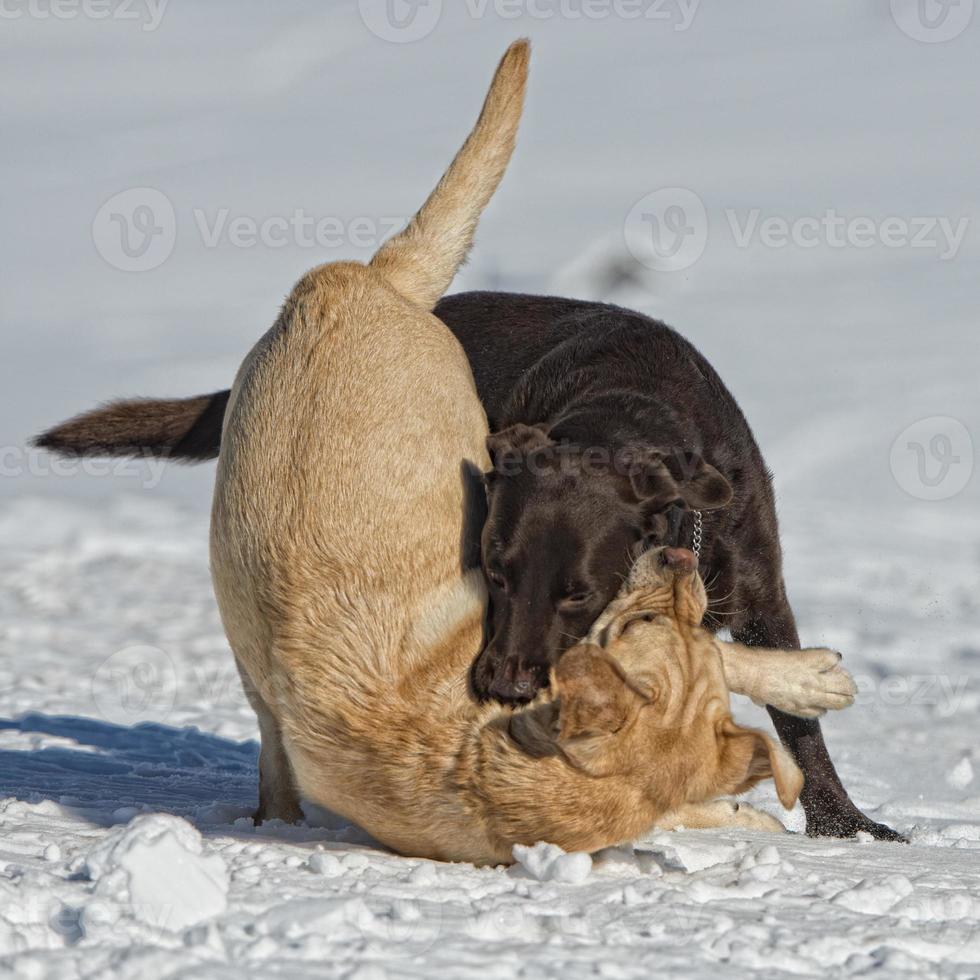 dogs while playing on the snow photo