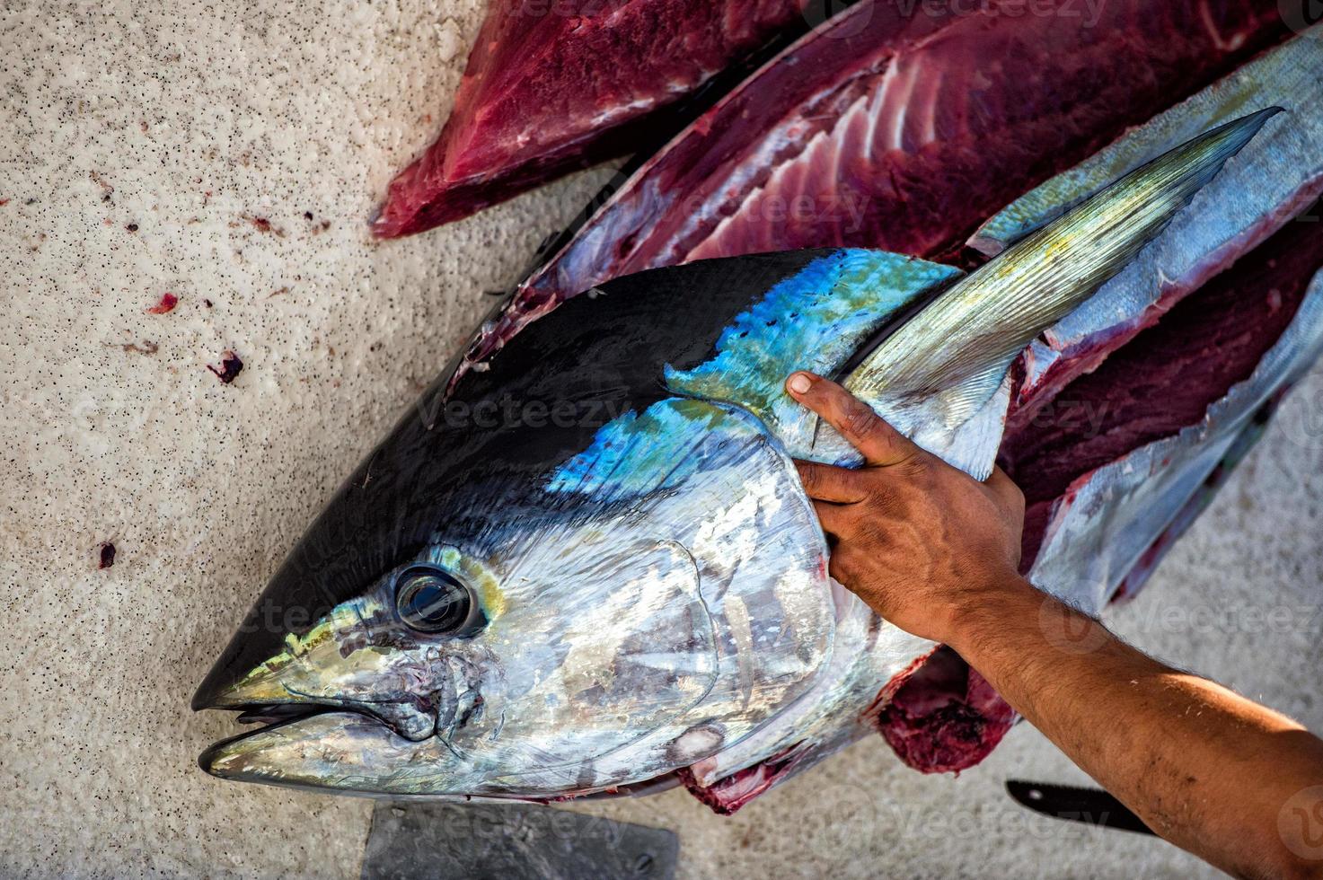 hands cutting tuna just caught photo