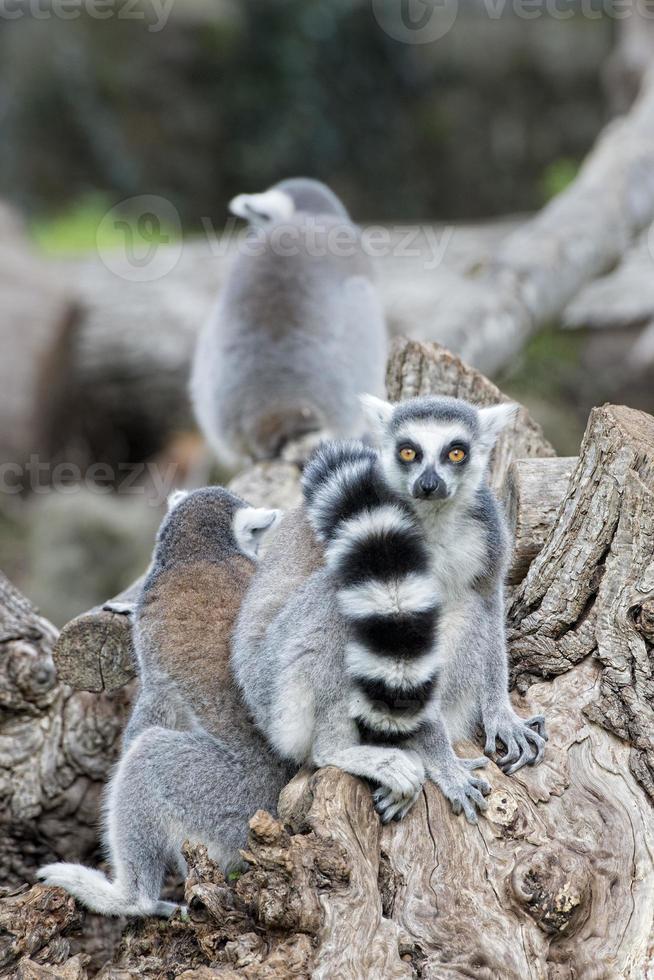lemur monkey on a tree photo