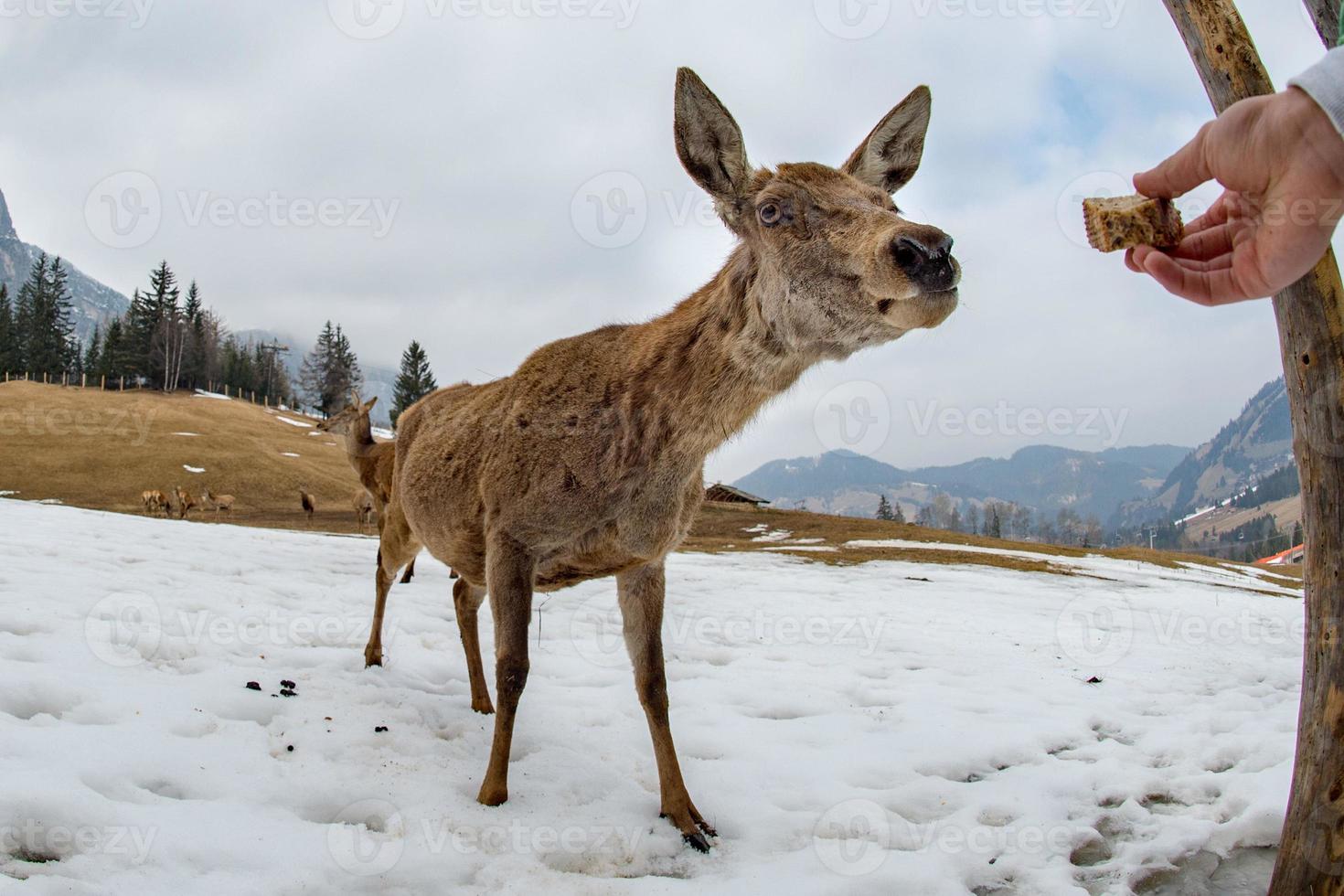 female deer portrait while looking at you photo