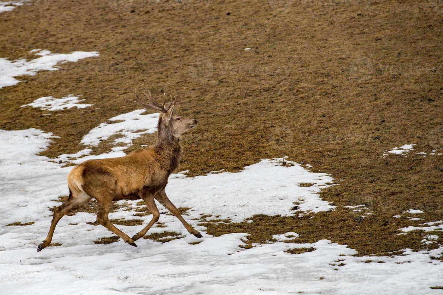 male deer portrait while looking at you photo