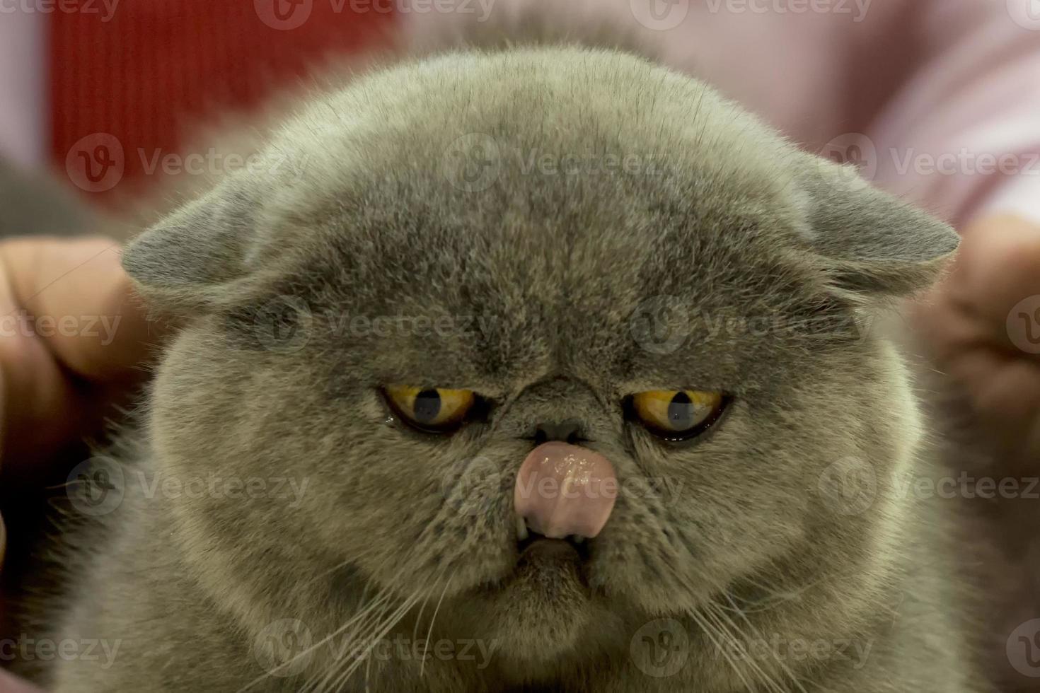 A cat pet close up portrait while looking at you with big yellow eyes in the pink background photo