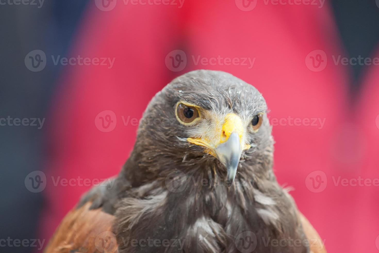 un águila aislada mirándote en el fondo rojo foto