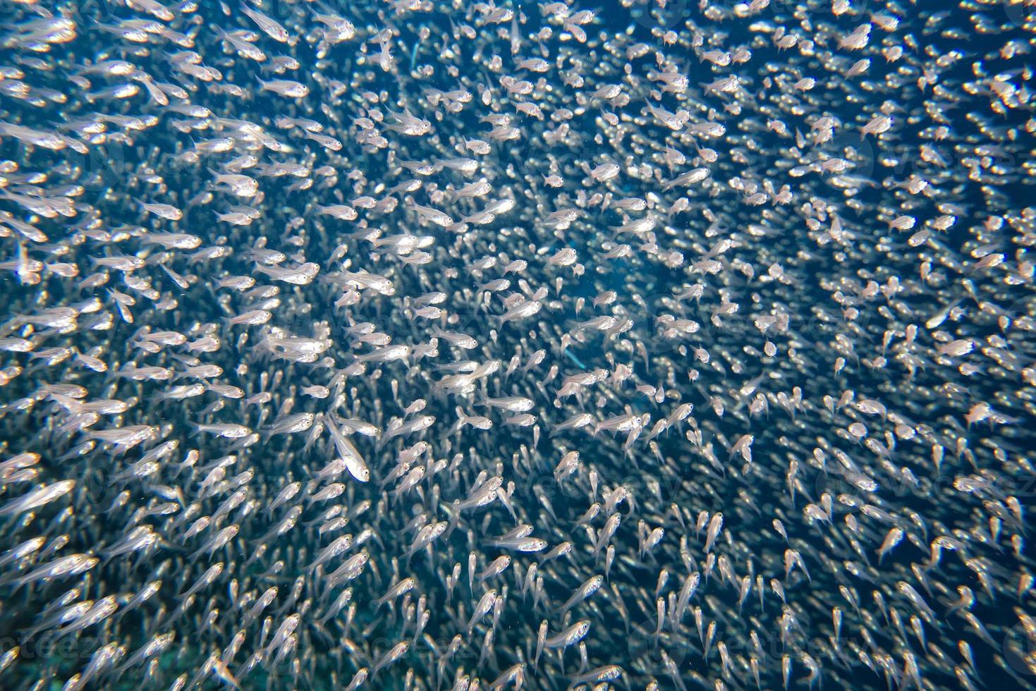 Glass fishes giant bait ball moving underwater photo