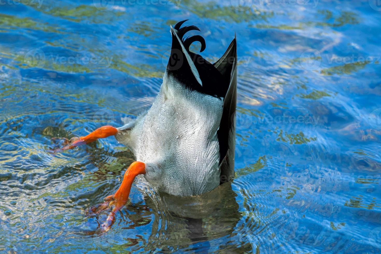 duck while diving  in the deep blue water photo