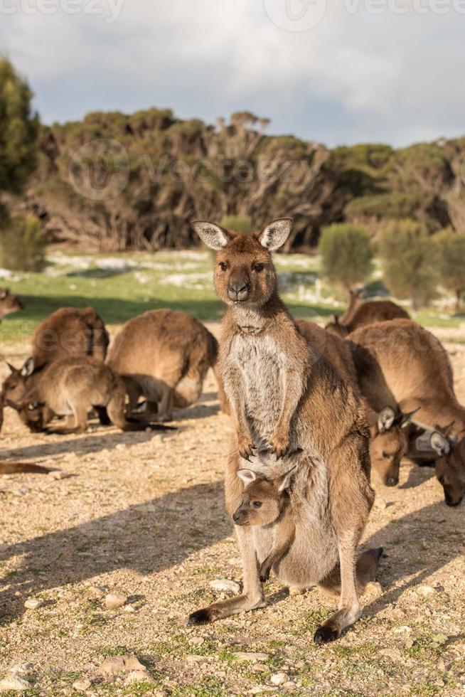 kangaroo portrait close up portrait look at you photo