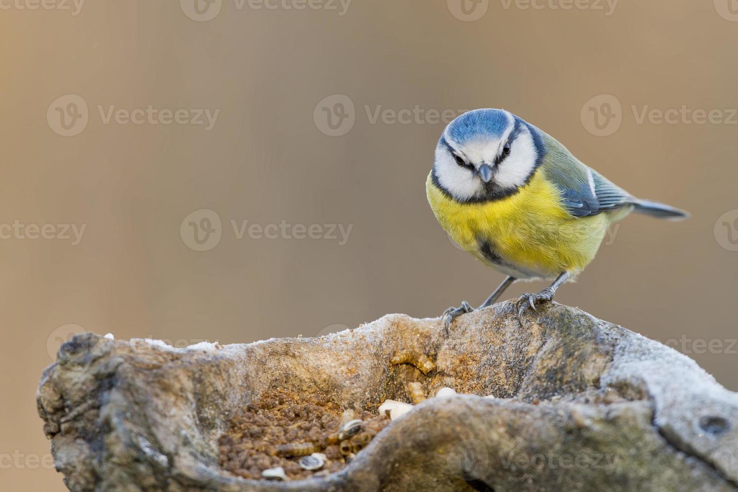 great blue tit photo