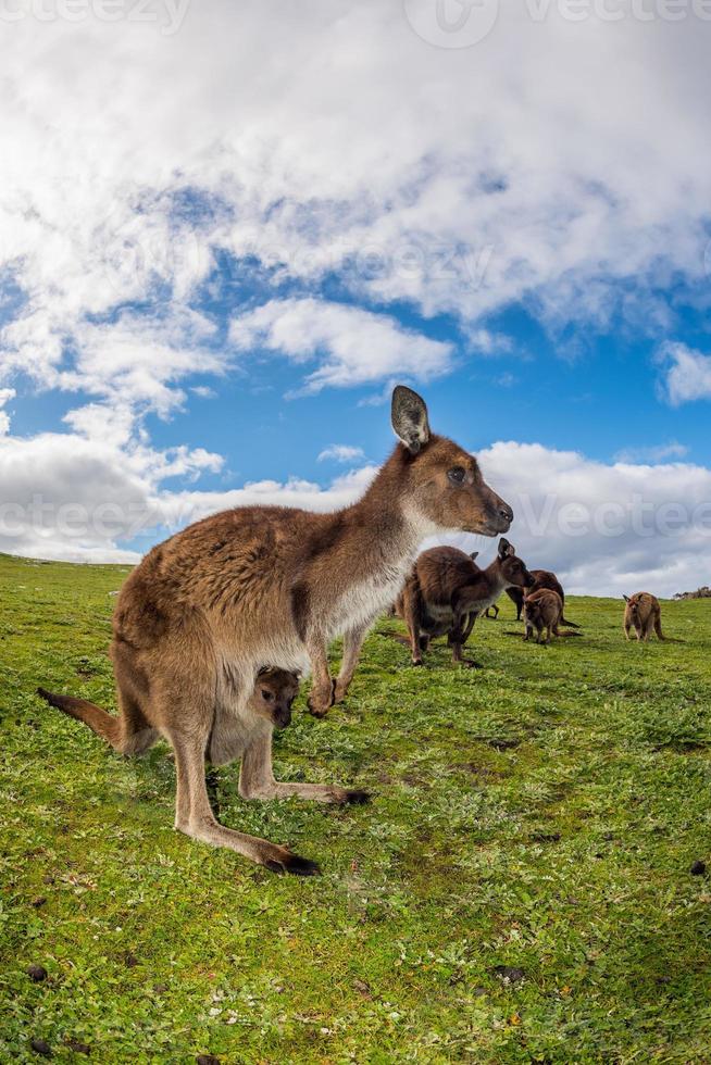 Kangaroo looking at you on the grass photo