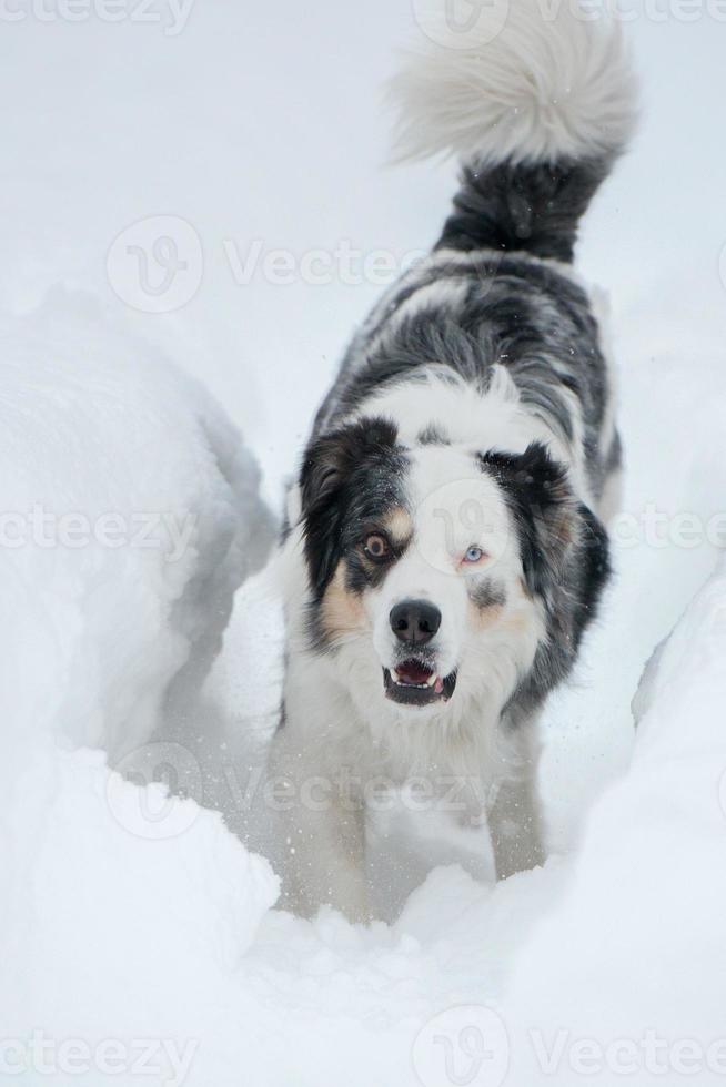 blue eyed dog on the snow background photo