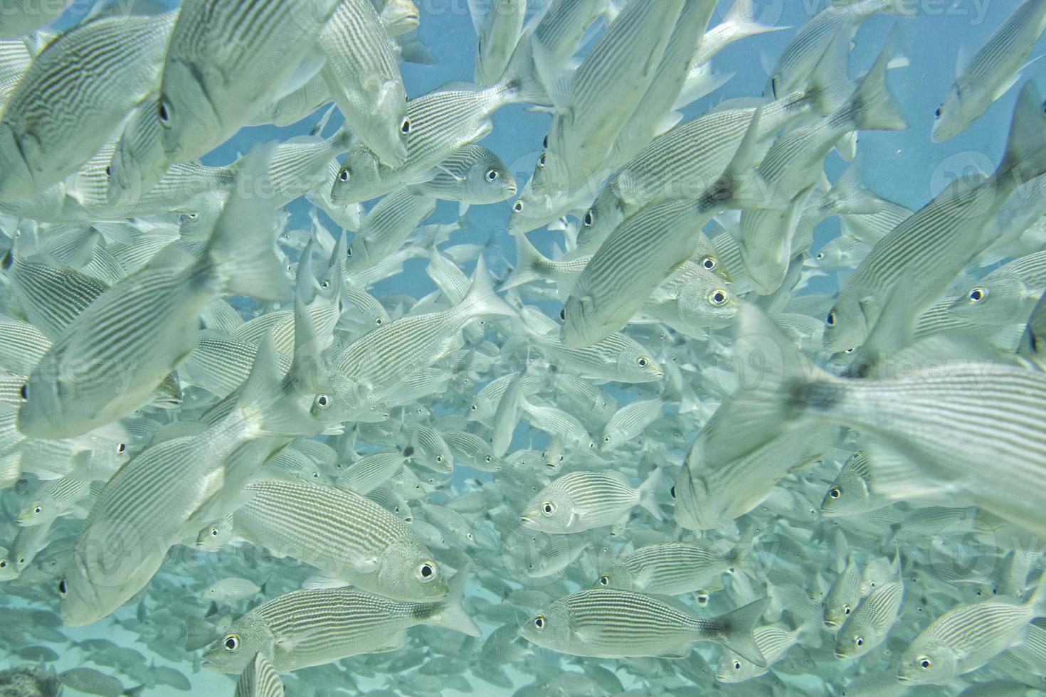 A school of fish underwater photo