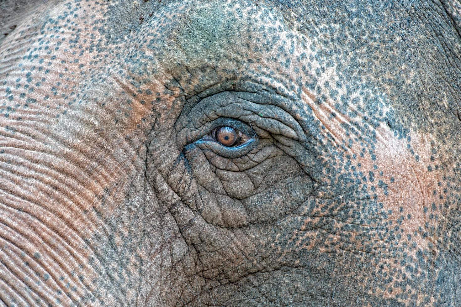 Detalle de ojo de elefante antiguo macro foto