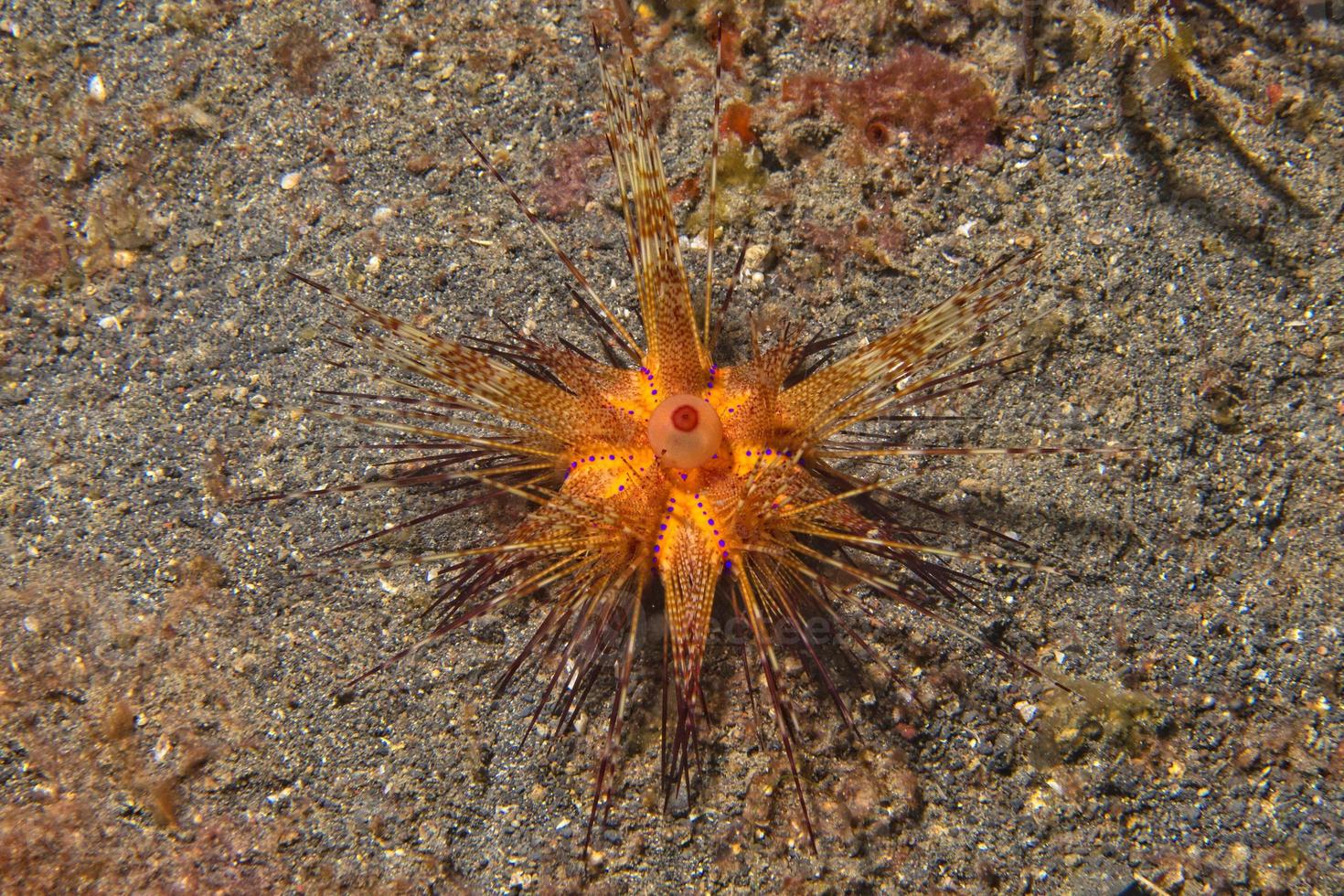 sea urchin detail macro photo