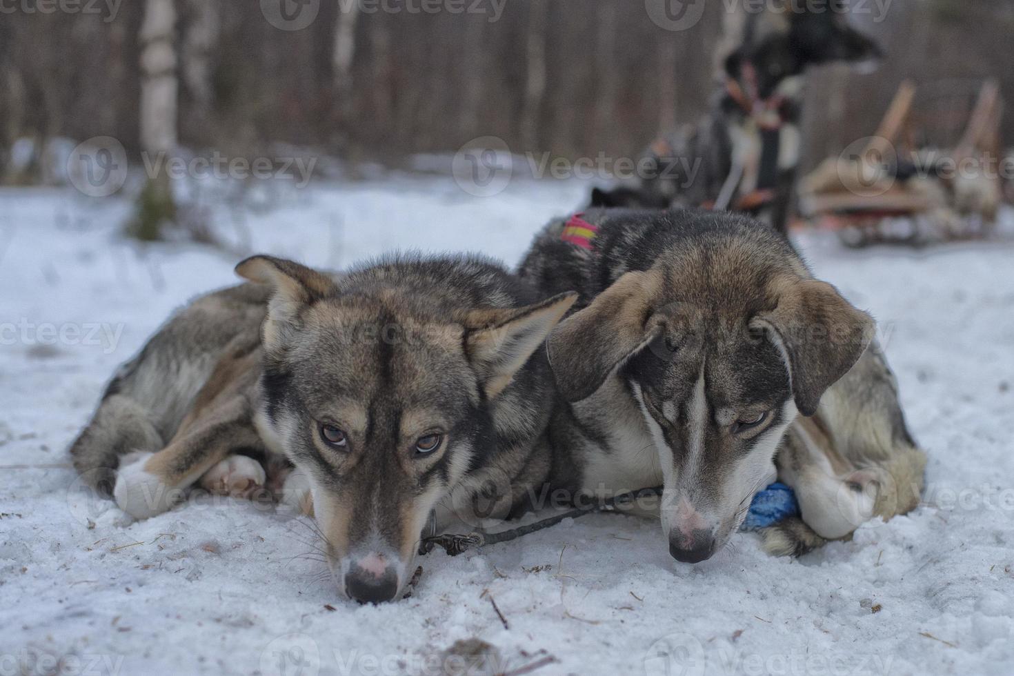 sledding with sled dog in lapland in winter time photo