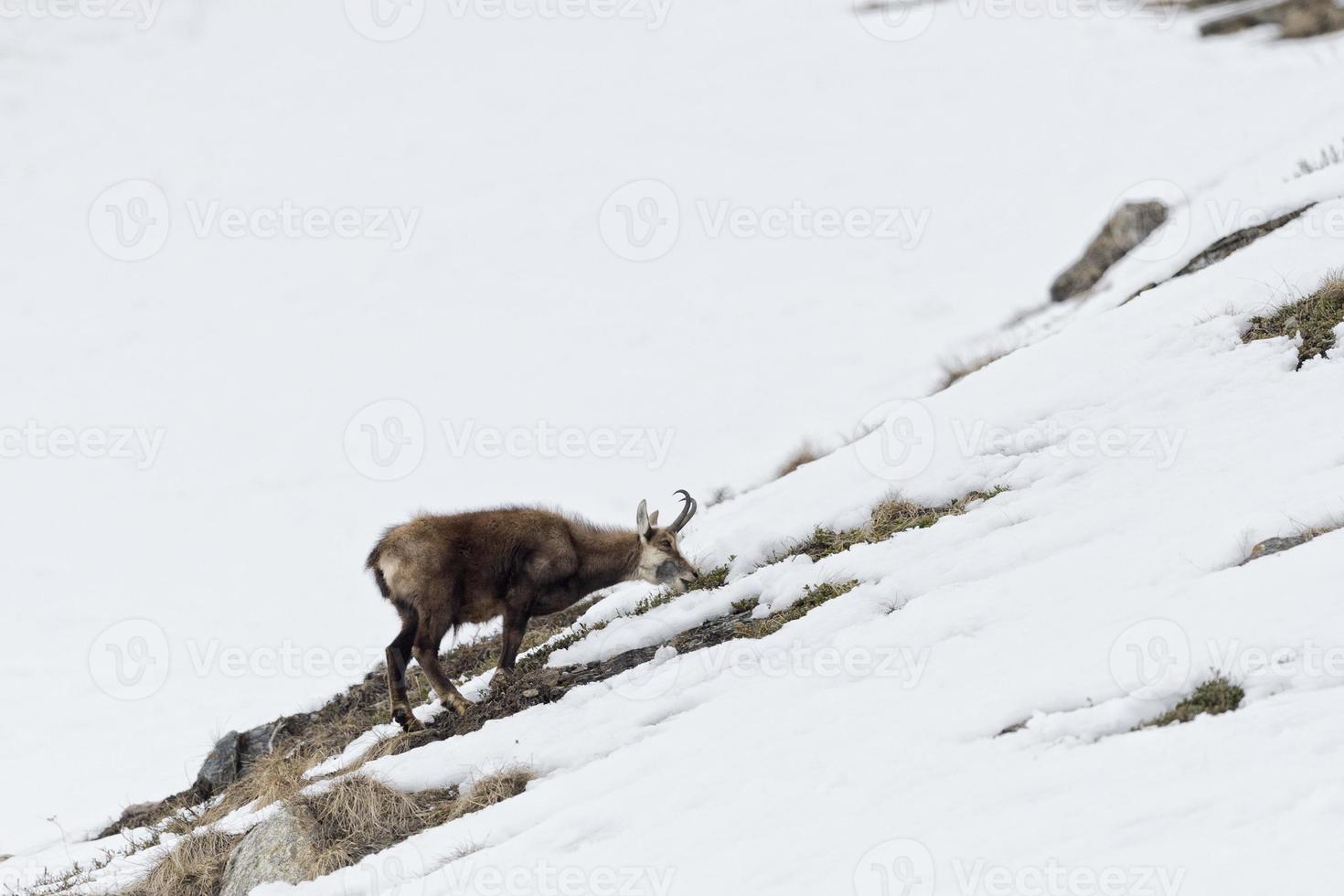 Chamois deer in the snow background photo