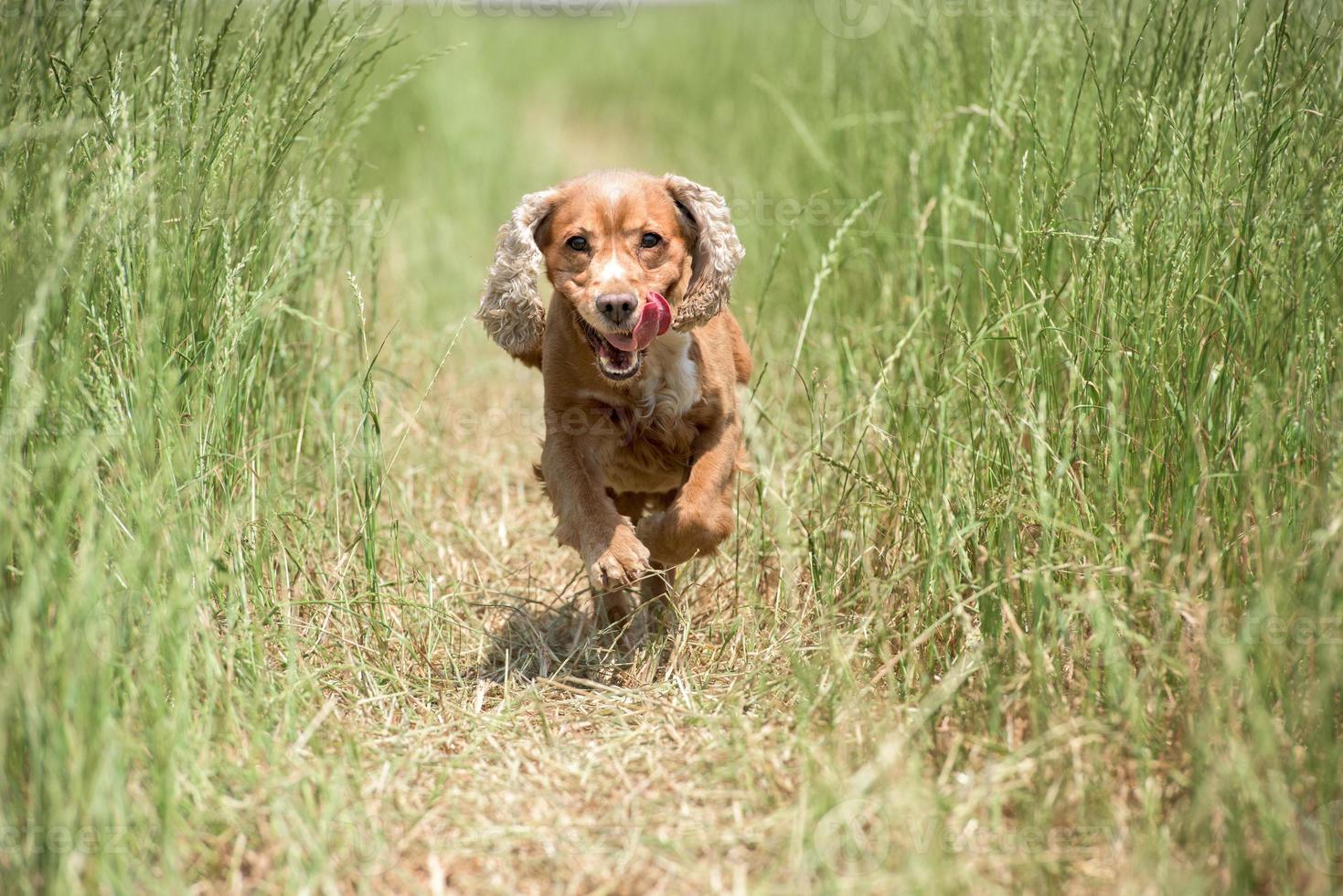 Young puppy dog English cocker spaniel while running on the grass photo