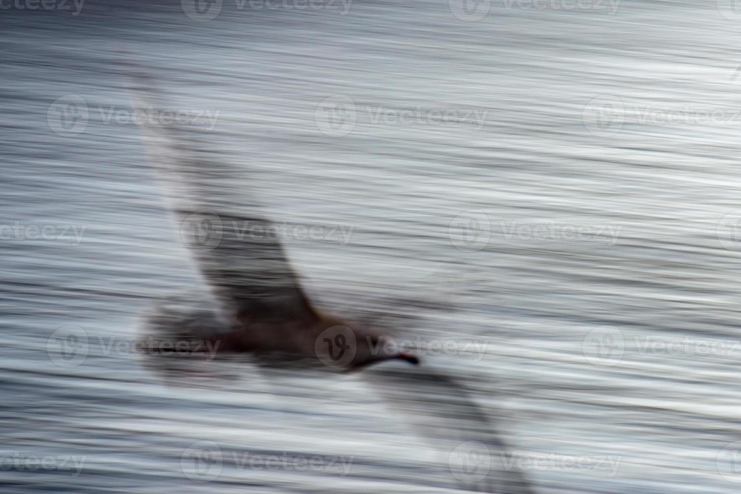 blur seagull while flying long time exposure photo