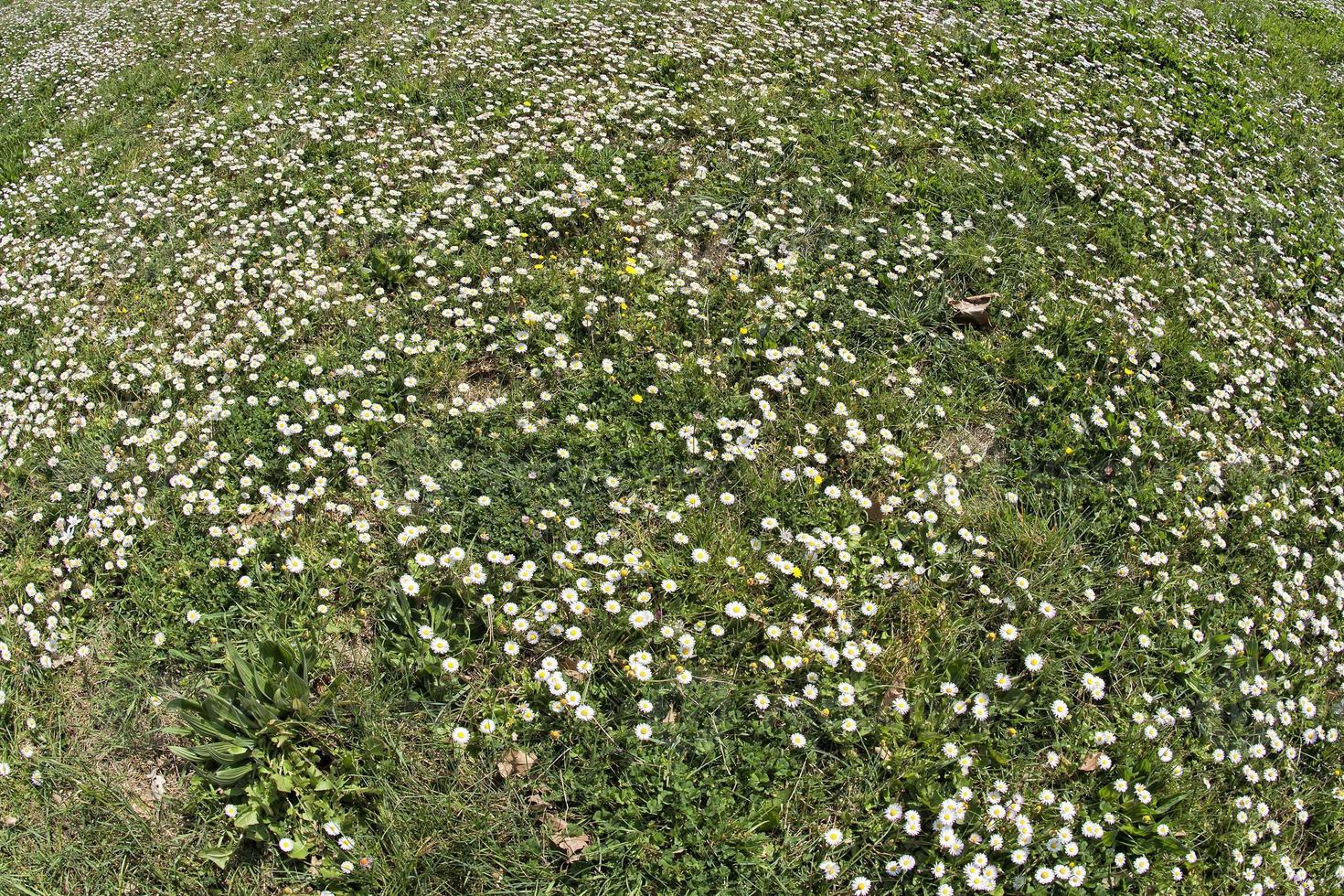 Daisy flowers field photo