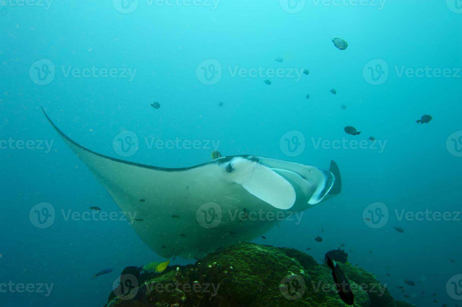 An isolated Manta in the blue background photo