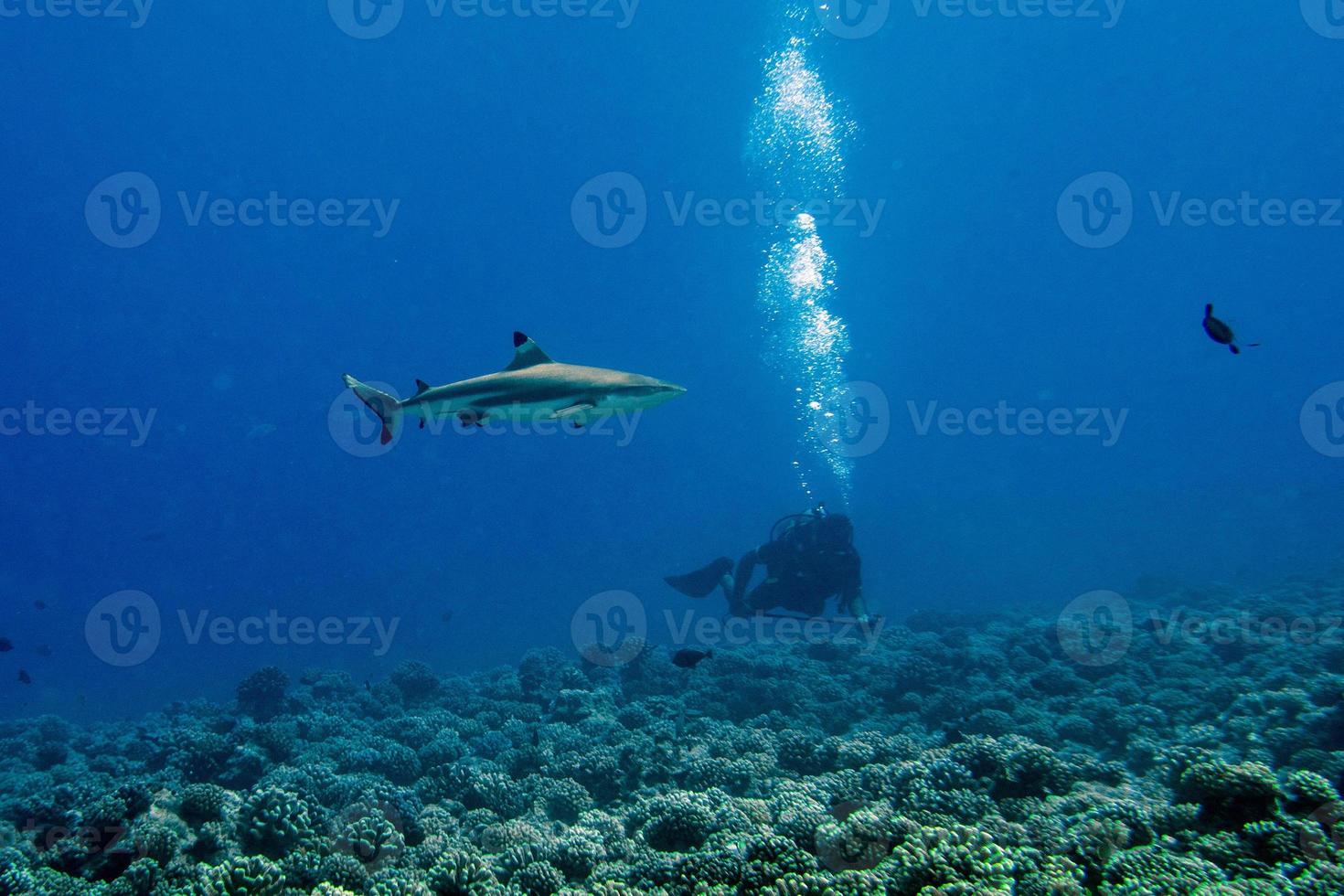 diving with sharks in blue ocean of polynesia photo